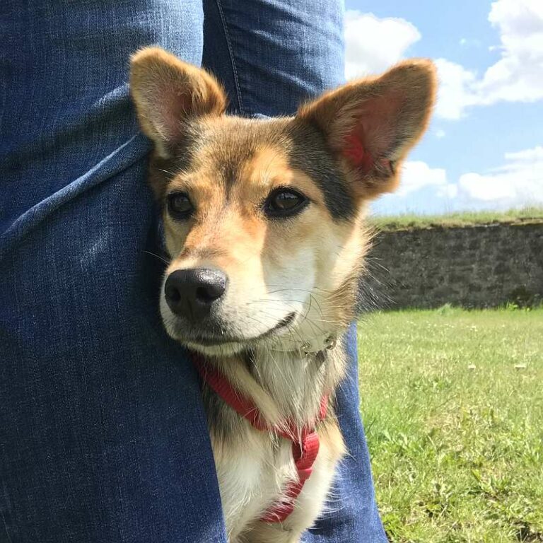 Damara